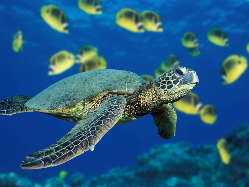 Green Sea Turtle.jpg